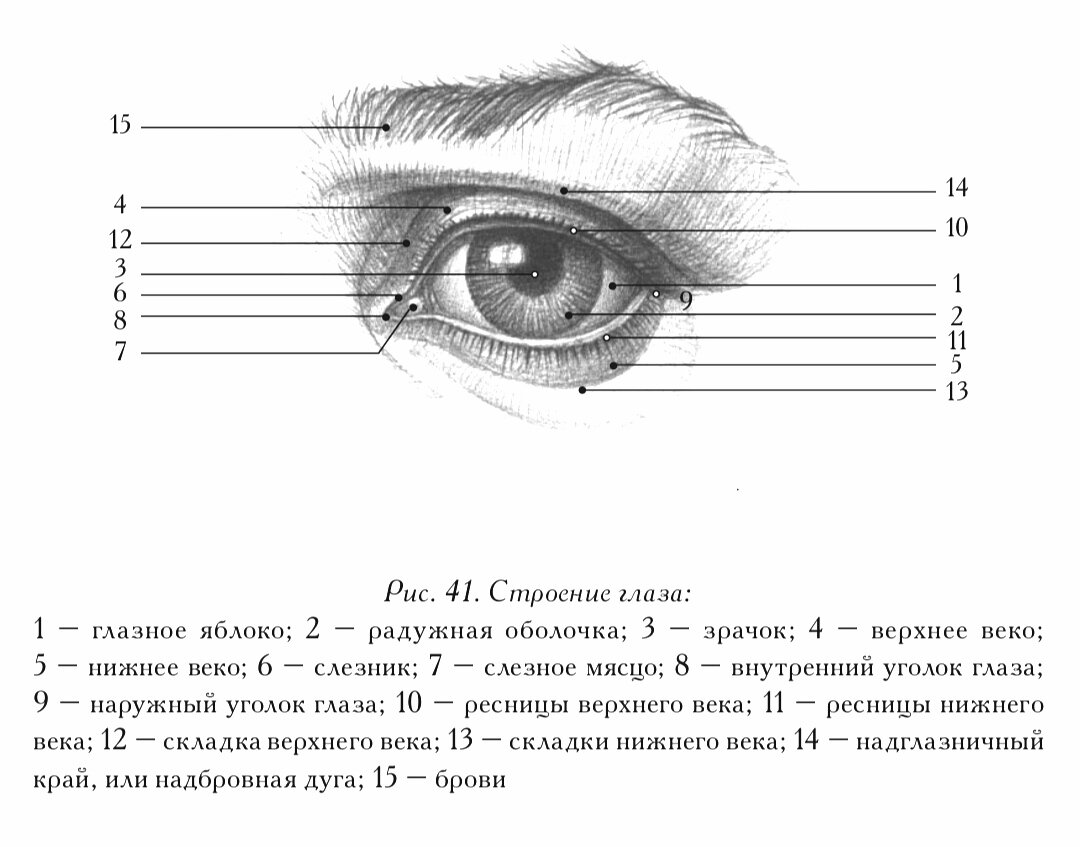 Строение глаза рисунок с обозначениями подробно