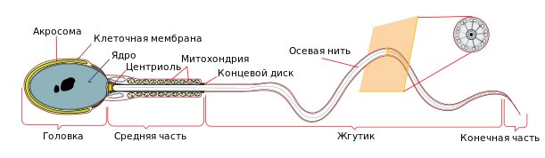    Строение сперматозоида