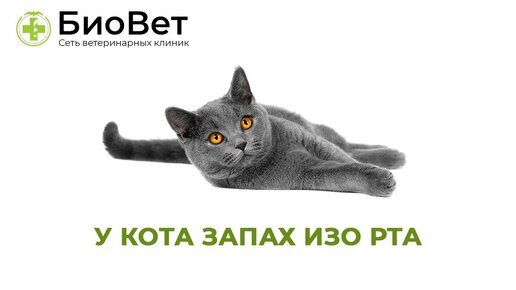 Почему у кошки пахнет изо рта - воняет изо рта у кота: что делать | Royal Canin