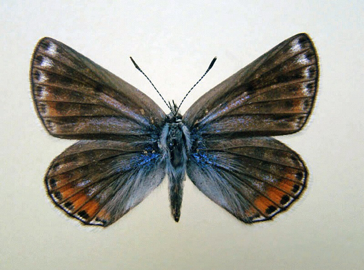 Plebejidea cyane Eversmann, 1837
Отряд Чешуекрылые – Lepidoptera
Статус: (3) редкий вид Красноярского края. Внешний облик. Мелкие бабочки (длина переднего крыла 13-17 мм). Усики булавовидные.