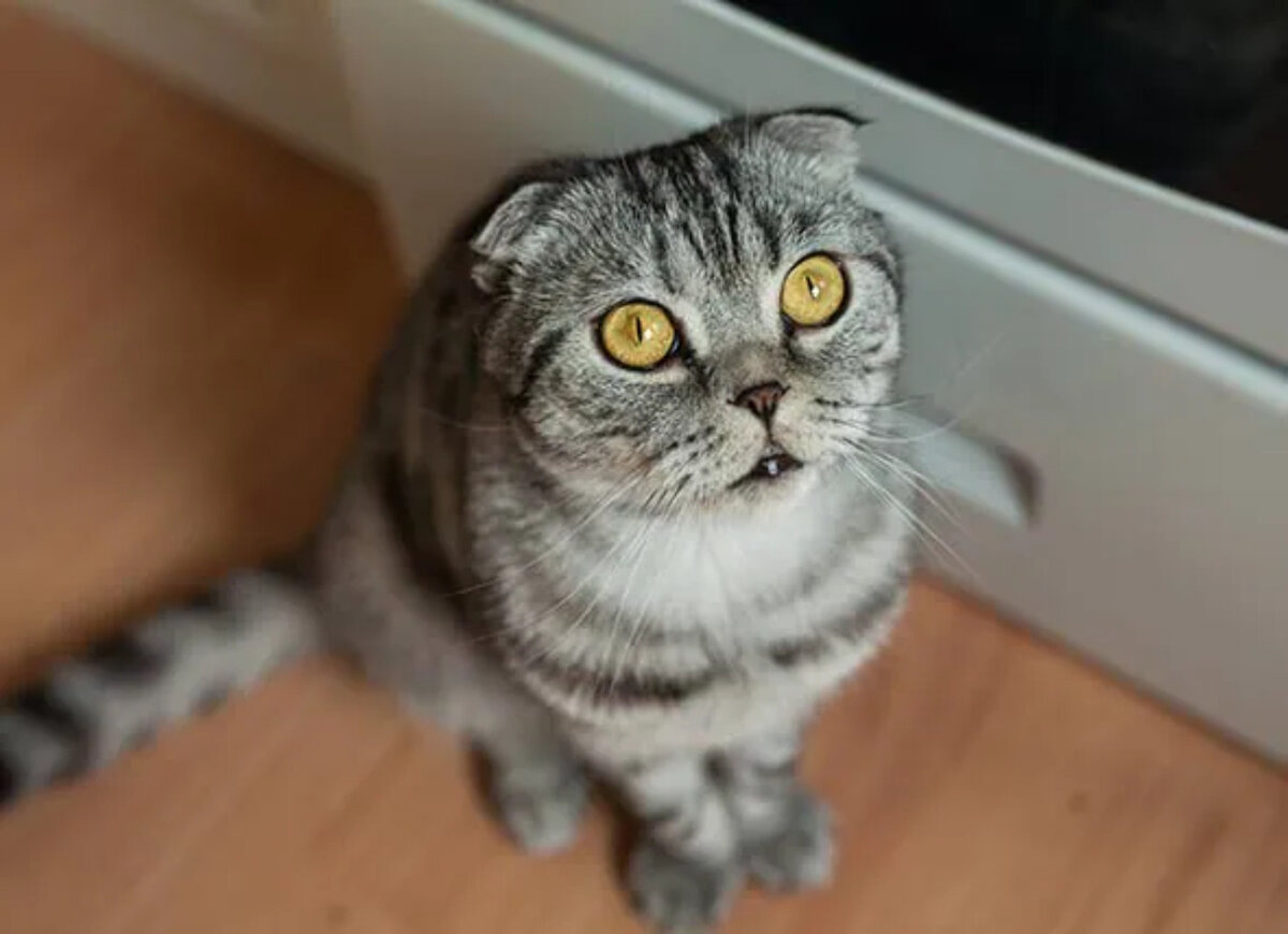 Анализы и тесты покажут, является ли причиной такого поведения болезнь