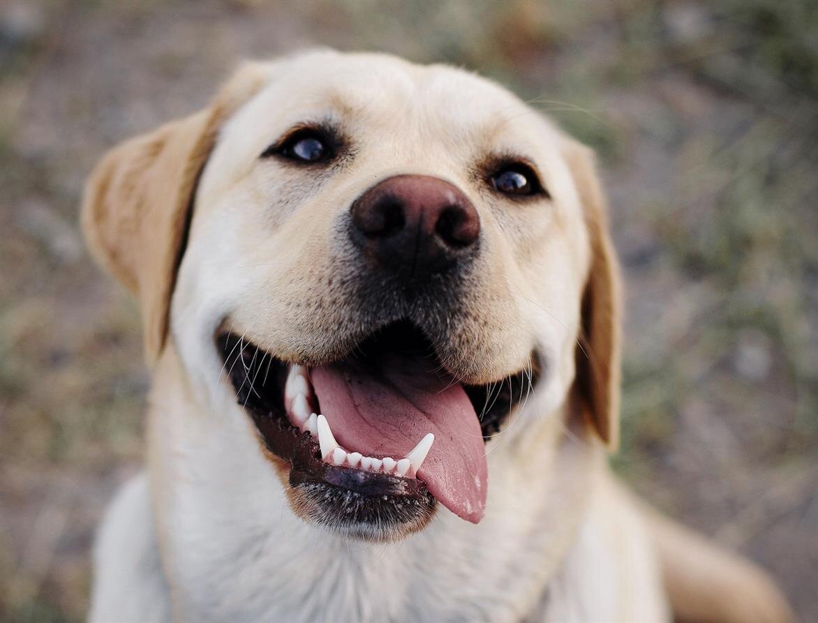 Foto de Noémi Macavei-Katócz en Unsplash