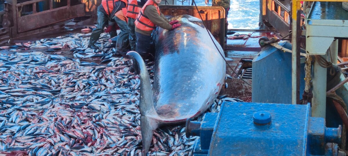 Так бывает: молодой кит заплыл в трал. Фото прислал Рзаев О.
