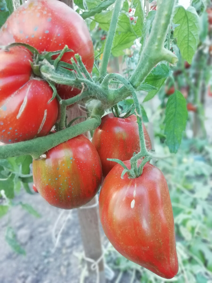 Marsha's starfighter heart сердце марши томат. Rebel starfighter prime томат. Томат звездный истребитель марши. Томат сорт мятежный звездный истребитель. Томат сердце анны марии.