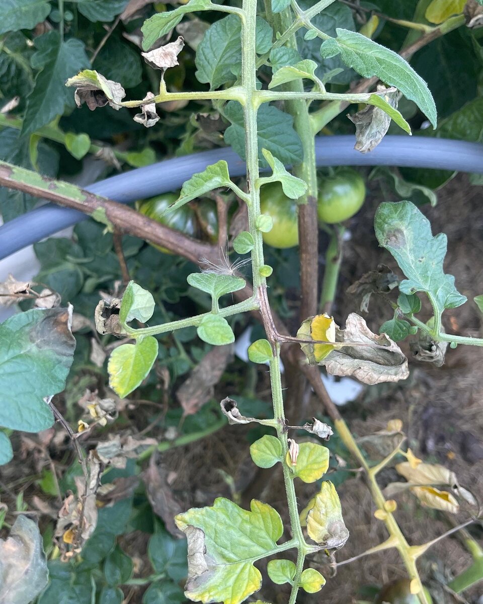 Листья и стебли томатов поражённые фитофторой