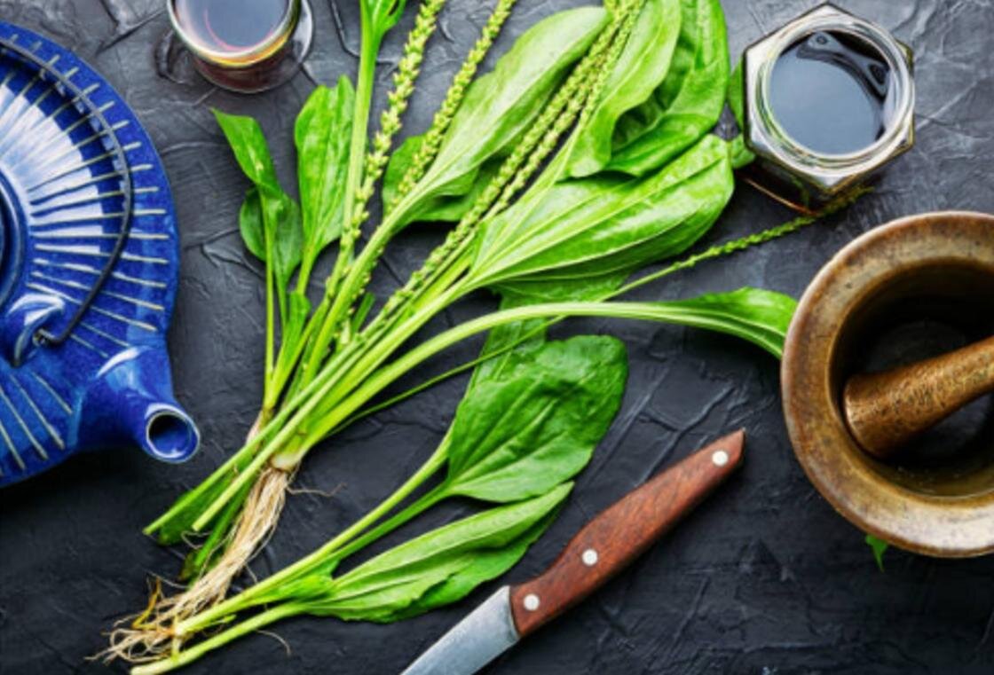    Листья подорожника, нож, ступка и заварник:iStockPhoto