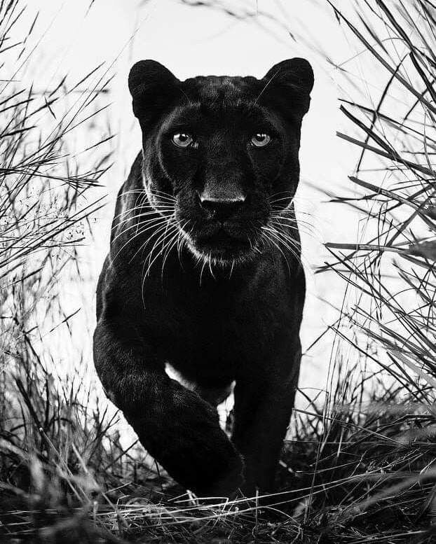  David Yarrow Photography /    / * 1966  (      )