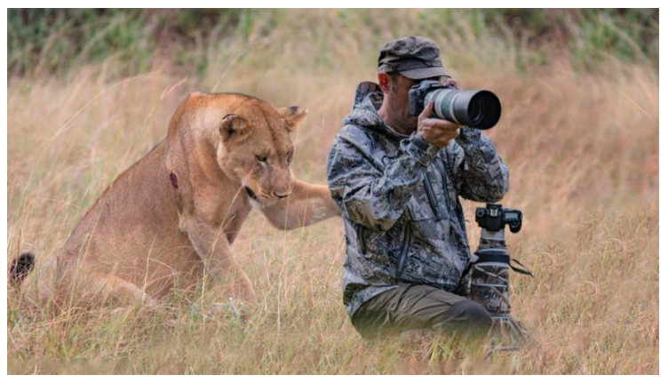 Фотограф сразу подумал, что что-то не так … Фотограф животных был потрясен, когда вдруг почувствовал, что что-то коснулось его плеча. Когда я обернулся, я увидел льва, просящего о помощи! Фотограф сразу понимает, что что-то не так и решает придумать причину и решение. Еще больше он был потрясен, когда понял, в чем проблема льва.