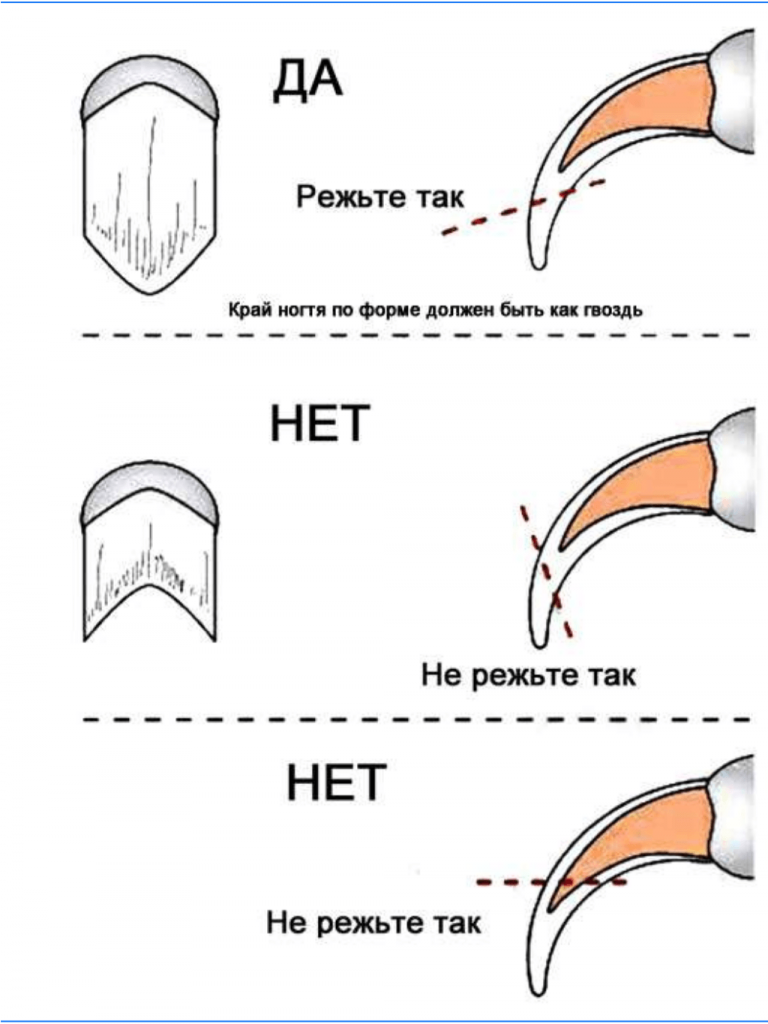 Подрезка когтей