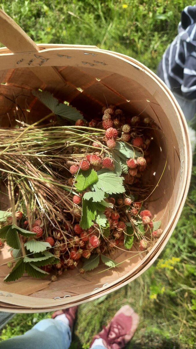 Грибное лукошко отлично подошло и для ягод