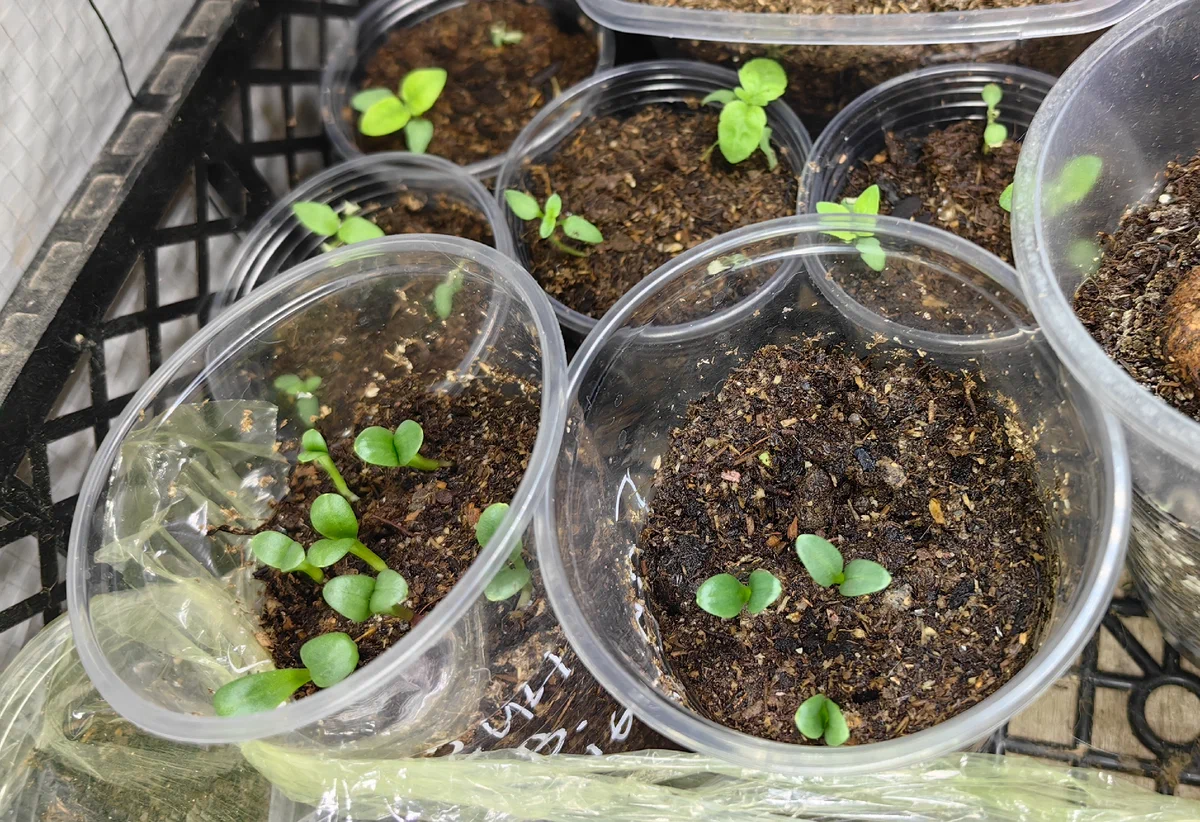 сеянцы георгин