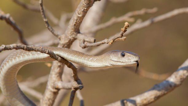 Черная мамба - самая смертоносная змеи Африки.