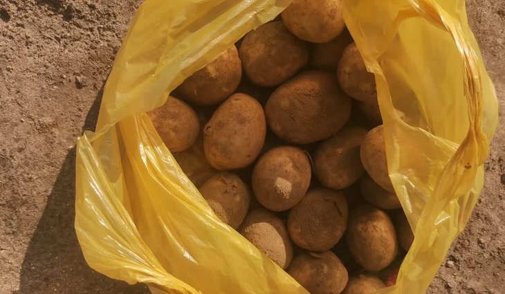    Ущерб от картофельной моли сравним с потерями от колорадского жука