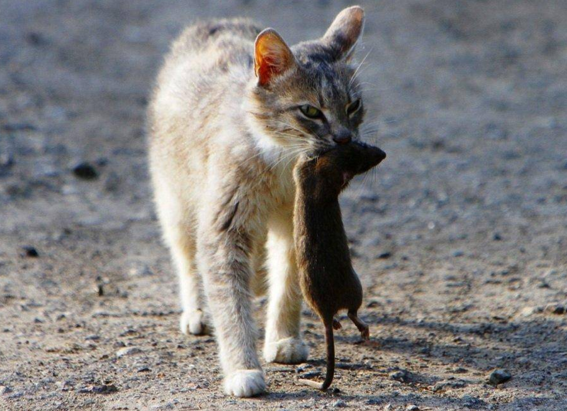 Кота ловлю. Кот Крысолов порода. Кубанский Крысолов. Сибирский Крысолов кошка. Сиамский Крысолов кошка.