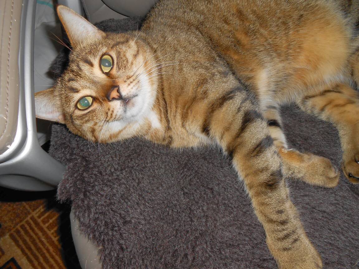 Мартин. Увы, Мартышки не стало в июне  этого года... Ушел тихо, как и жил все 15 лет в моем доме