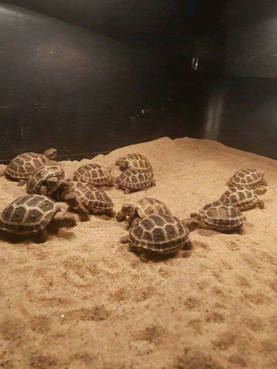 Всё что нужно знать о сухопутных черепахах🐢❤️ | Мир черепах | Дзен