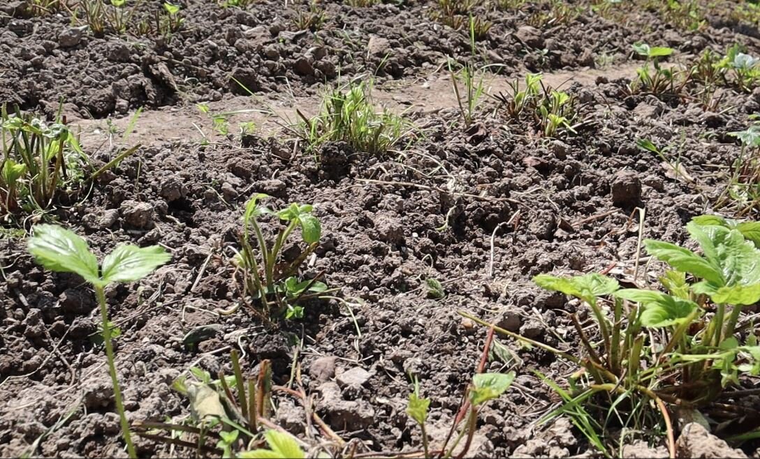 В сентябре самое время подстричь клубнику и сразу же обработать от болезней и вредителей. После чего подкормить коровяком. 