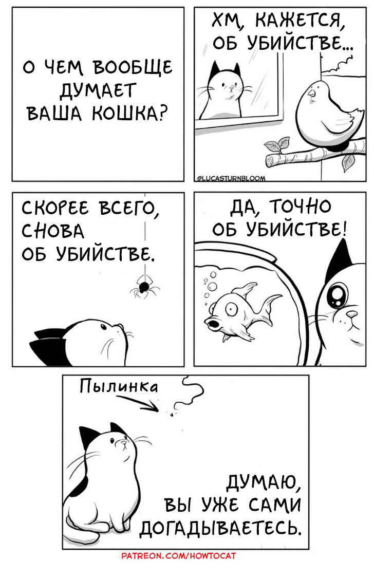 о чем думают котики. кошка думает. коты думают. котики и где справедливость. смешные мысли кота.