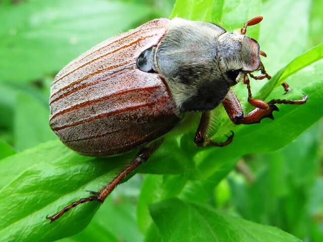 Взрослый майский жук. Фото из открытых источников.