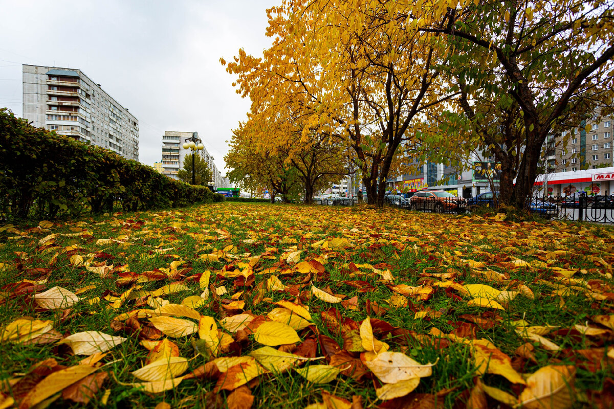 новосибирск осенью фото