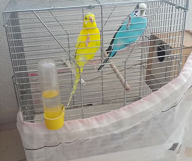 Как сделать домик для попугаев своими руками