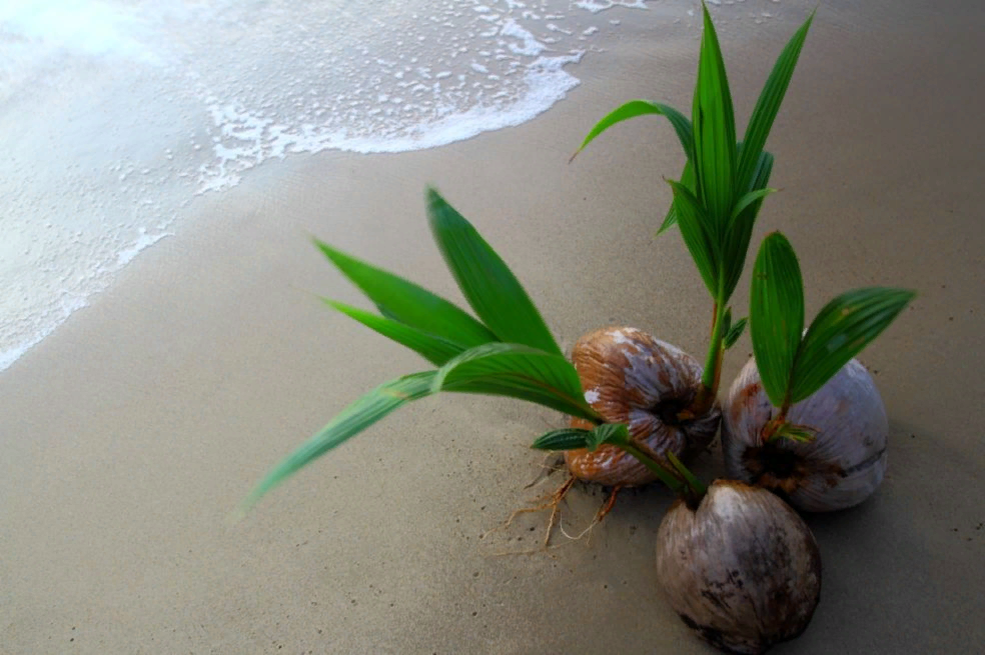 Дерево кокосовая пальма — дерево, которое внесет тепло тропиков в ваш дом!