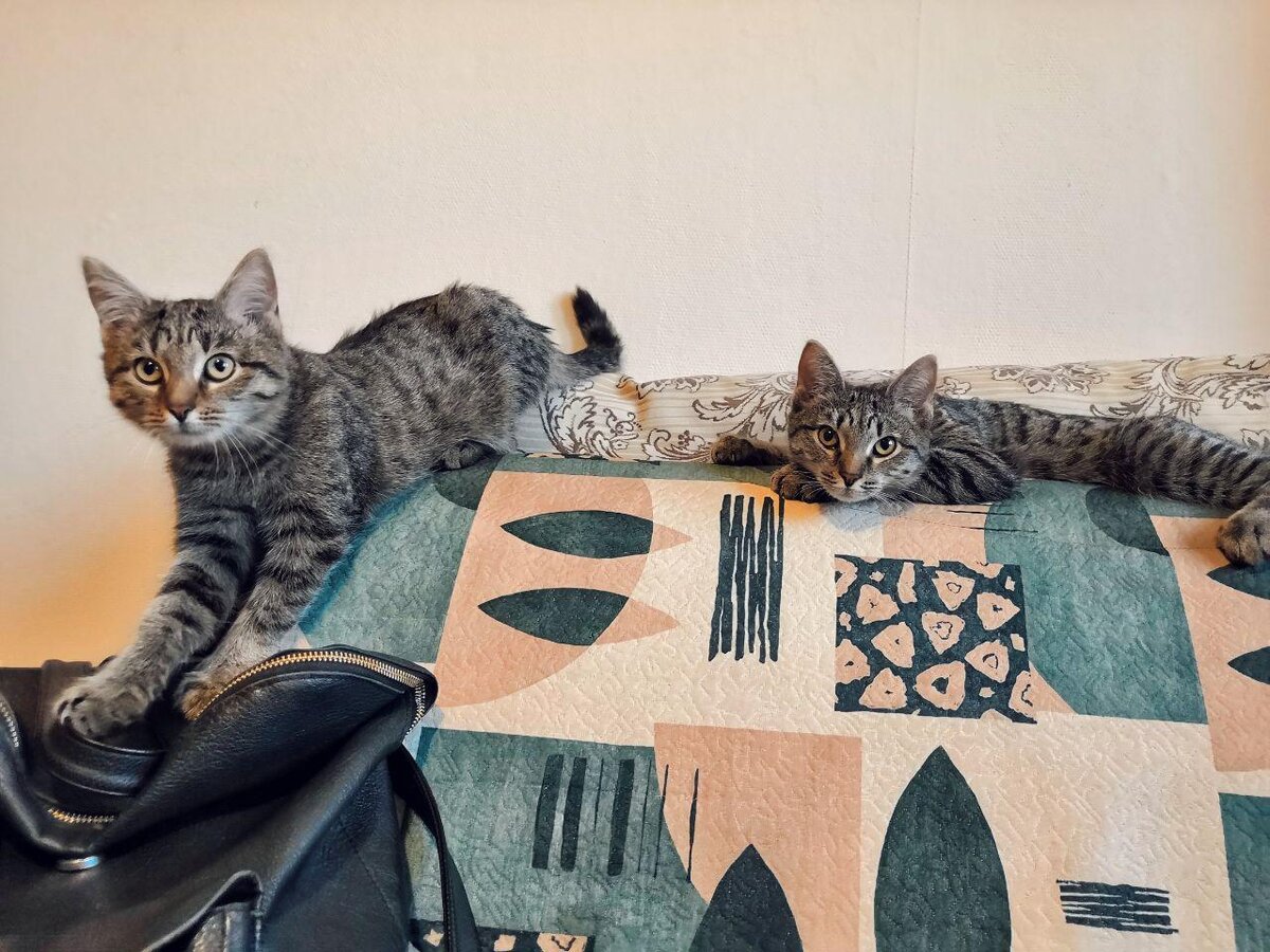 Дома на диване 