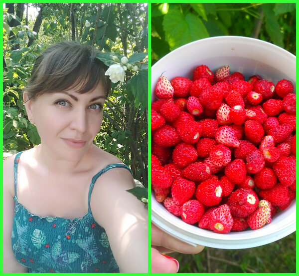 Свежая земляника с грядки