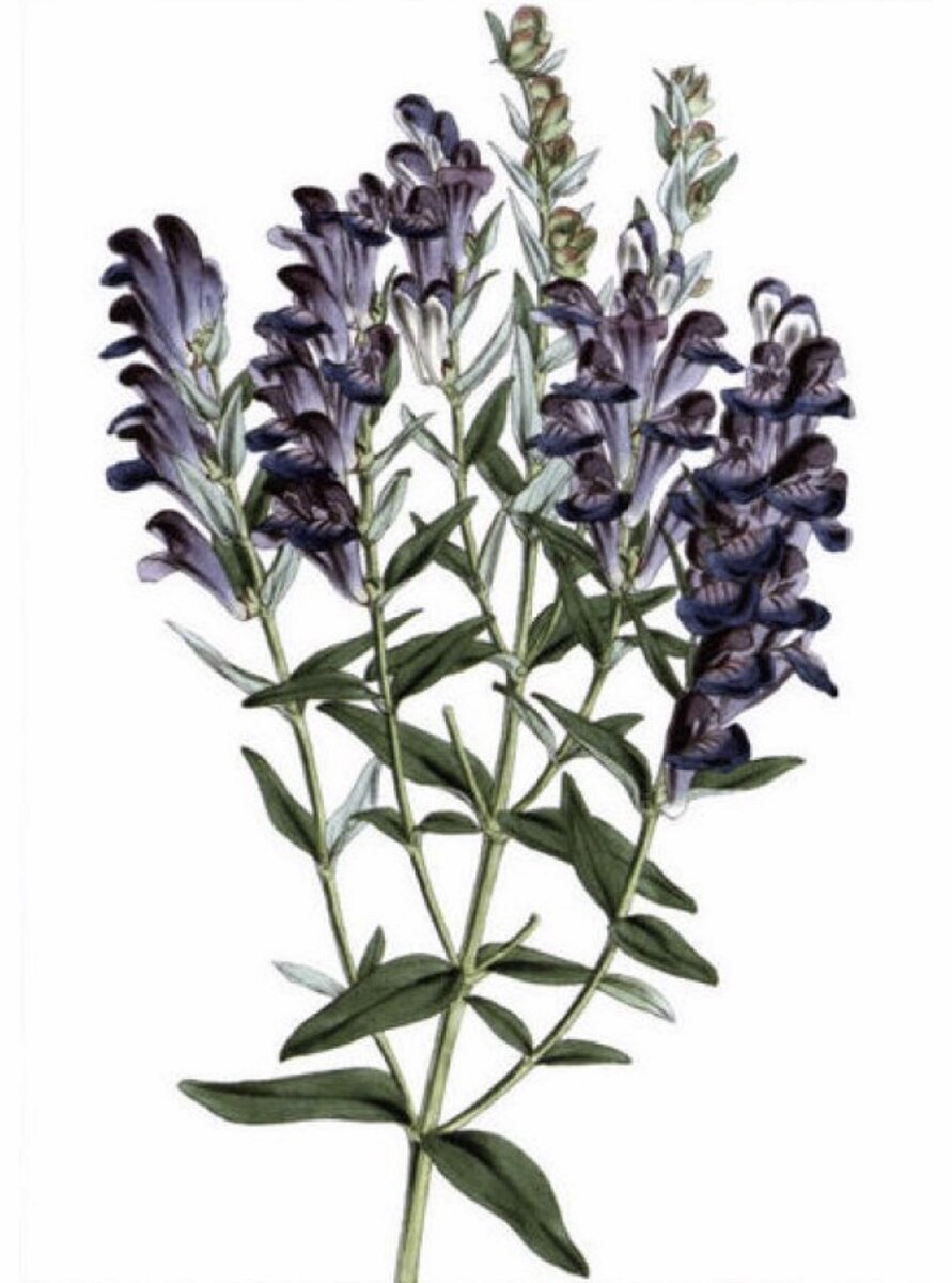 Шлемник Байкальский (Scutellaria baicalensis).