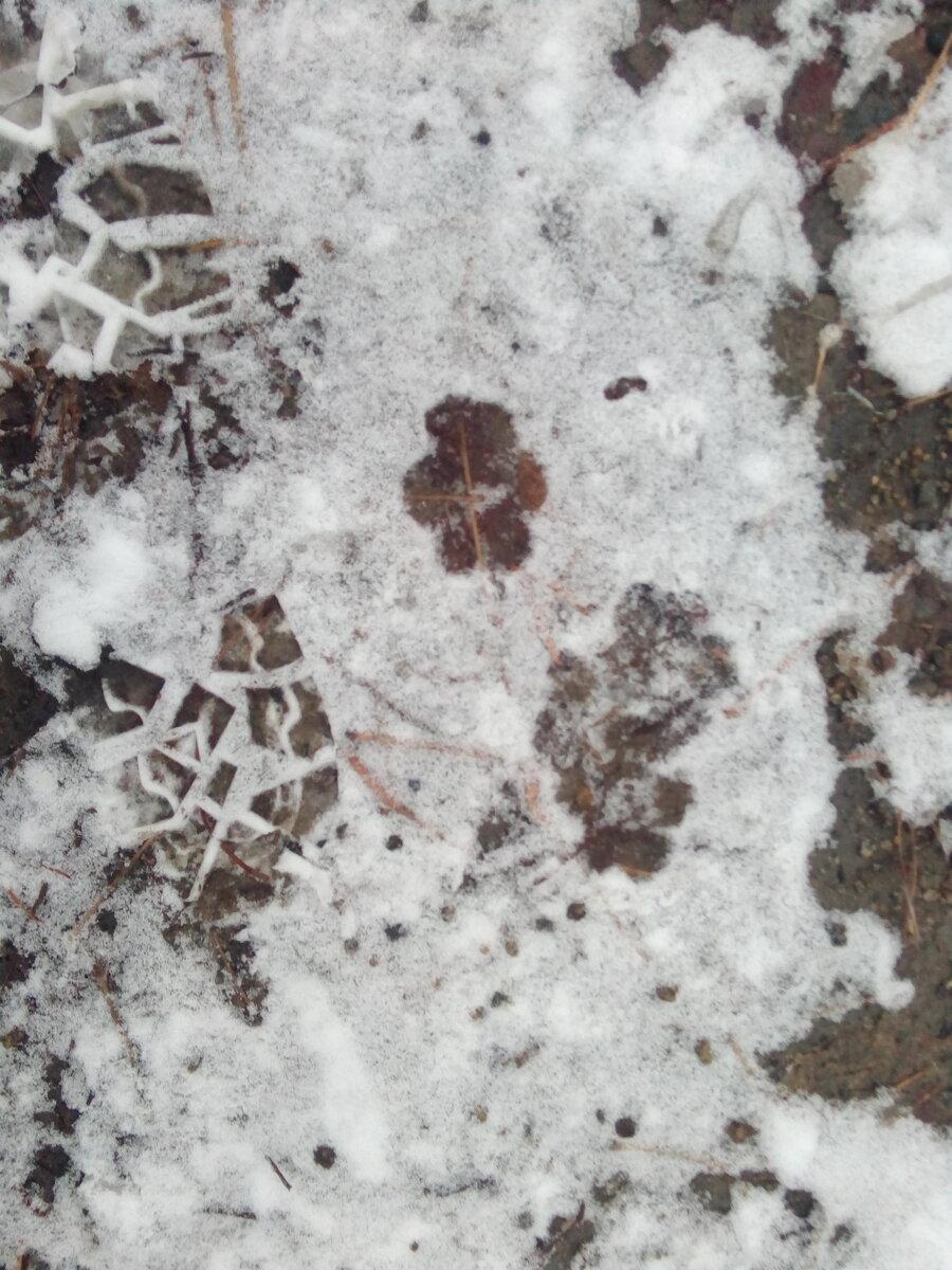 А иногда бывают и такие незамысловатые следы