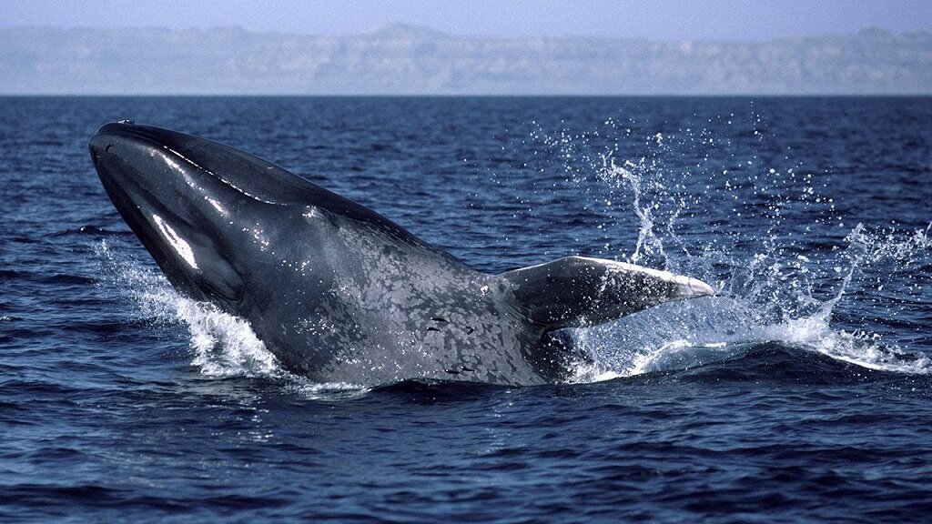 Крупное млекопитающее в мире. Гренландский кит. Голубой кит Balaenoptera musculus. Голубой кит блювал. Кит полосатик в Баренцевом море.