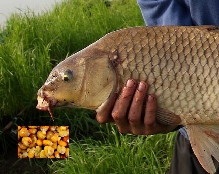 Фото из интернета.