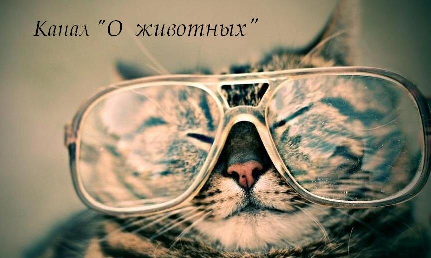 Как ухаживать за кошкой: вредные советы