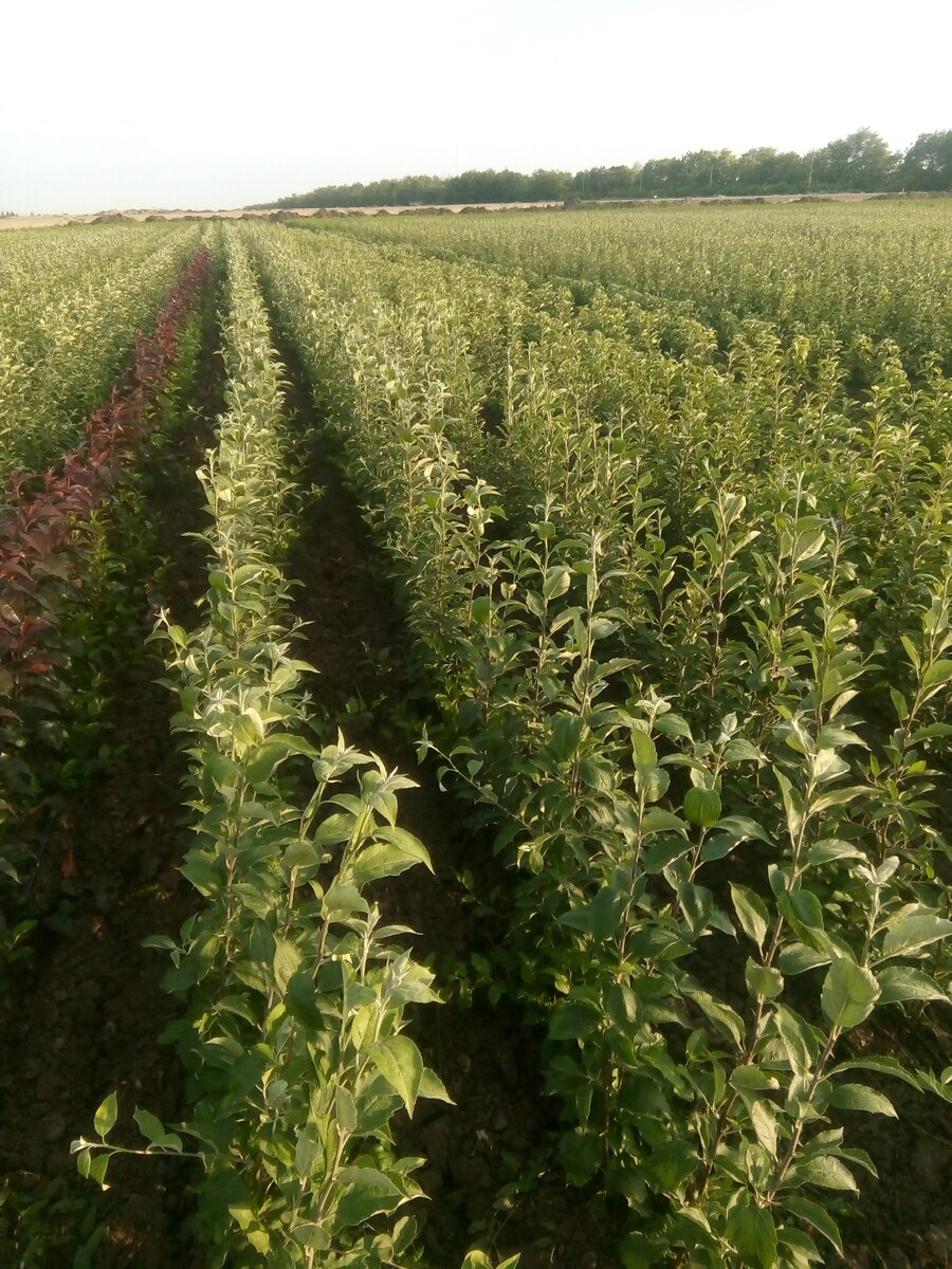 посадки в питомнике https://кфх-фруктовыйсад.рф