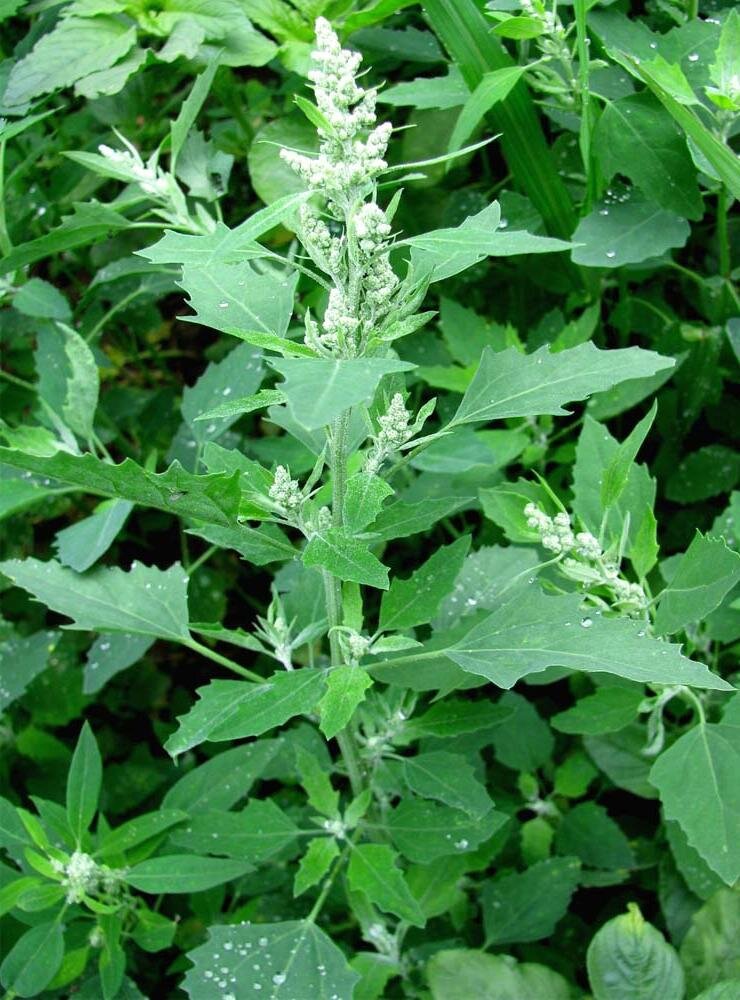 Лебеда белая