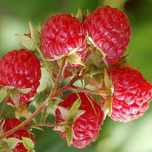 Картинка  из открытых источников