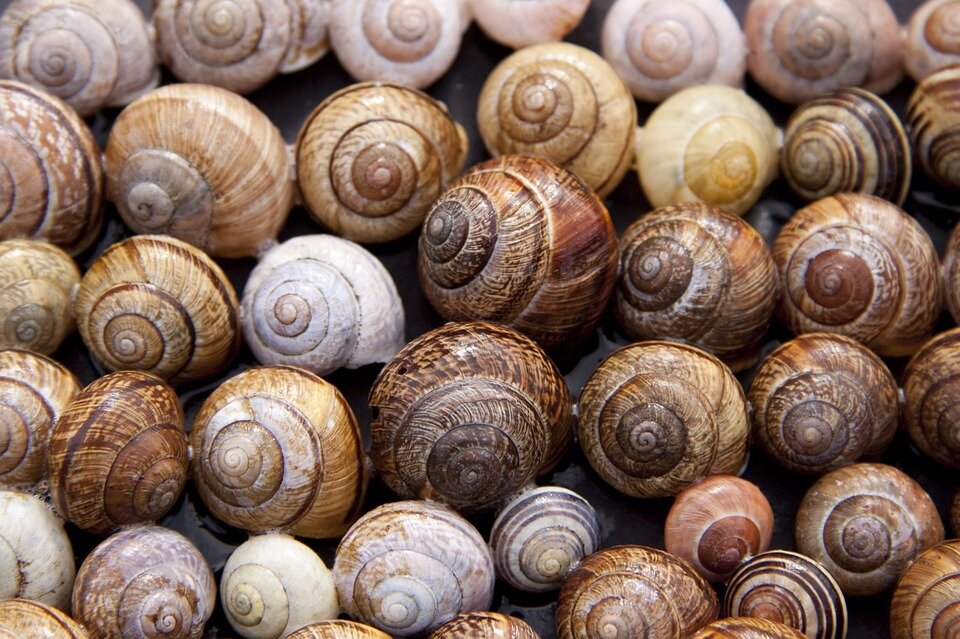 https://cdn.pixabay.com/photo/2012/11/08/14/46/snail-65358_960_720.jpg