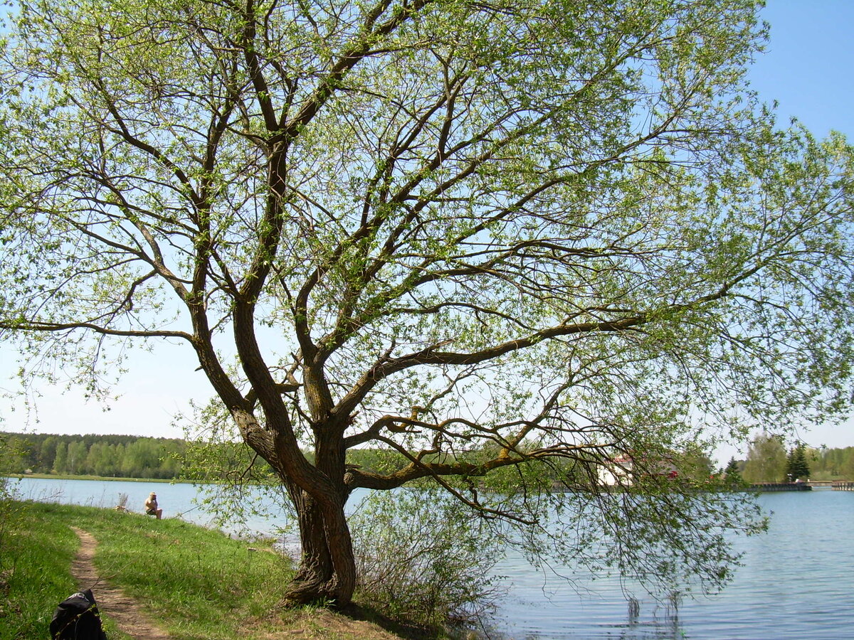 На берегу Цнянского водохранилища (Минск)