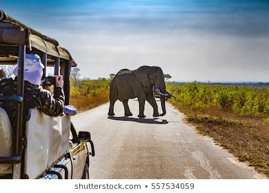 https://image.shutterstock.com/image-photo/south-africa-safari-kruger-national-260nw-557534059.jpg