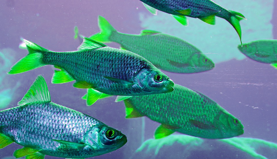 Иллюстрация из открытого источника