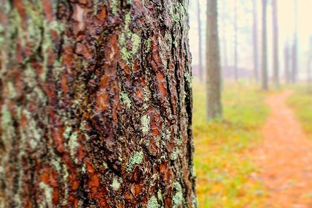 Карельский перешеек.          автор фото - Елена Бачурина 