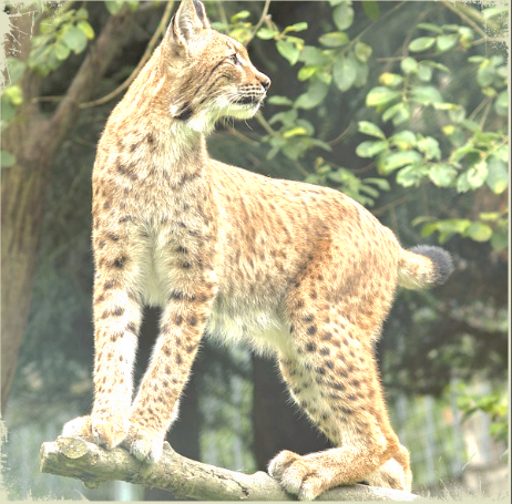 Рысь. Источник фото: "Одноклассники. ru". 