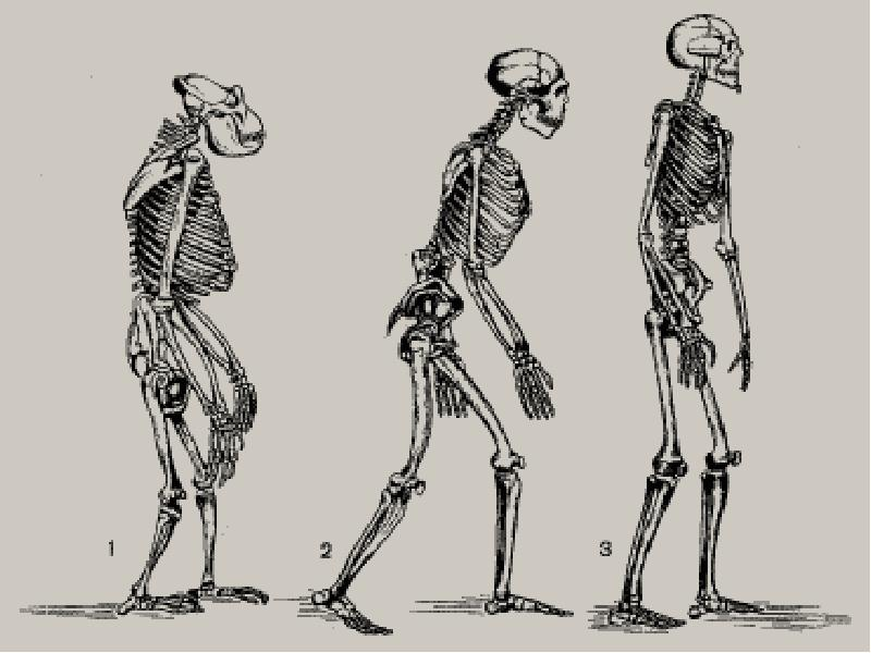 Прямохождение человека привело к появлению. Приспособления скелета человека к прямохождению. Прямохождение человека. Прямохождение у животных. Теория эволюции дарвина.