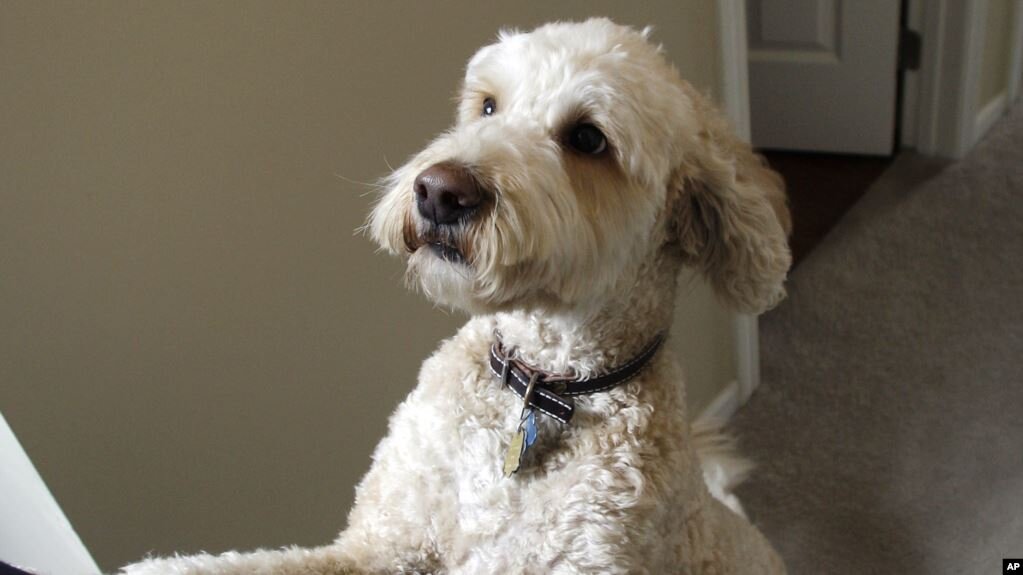 На этом фото от 21 октября 2011 года Такер, трёхлетний Лабропудель, прыгает на своего хозяина Майкла Пентц у тебя дома в Калифорнии, штат Огайо.