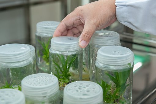 https://cdn.pixabay.com/photo/2017/04/12/02/44/plant-tissue-culture-facility-2223464__340.jpg