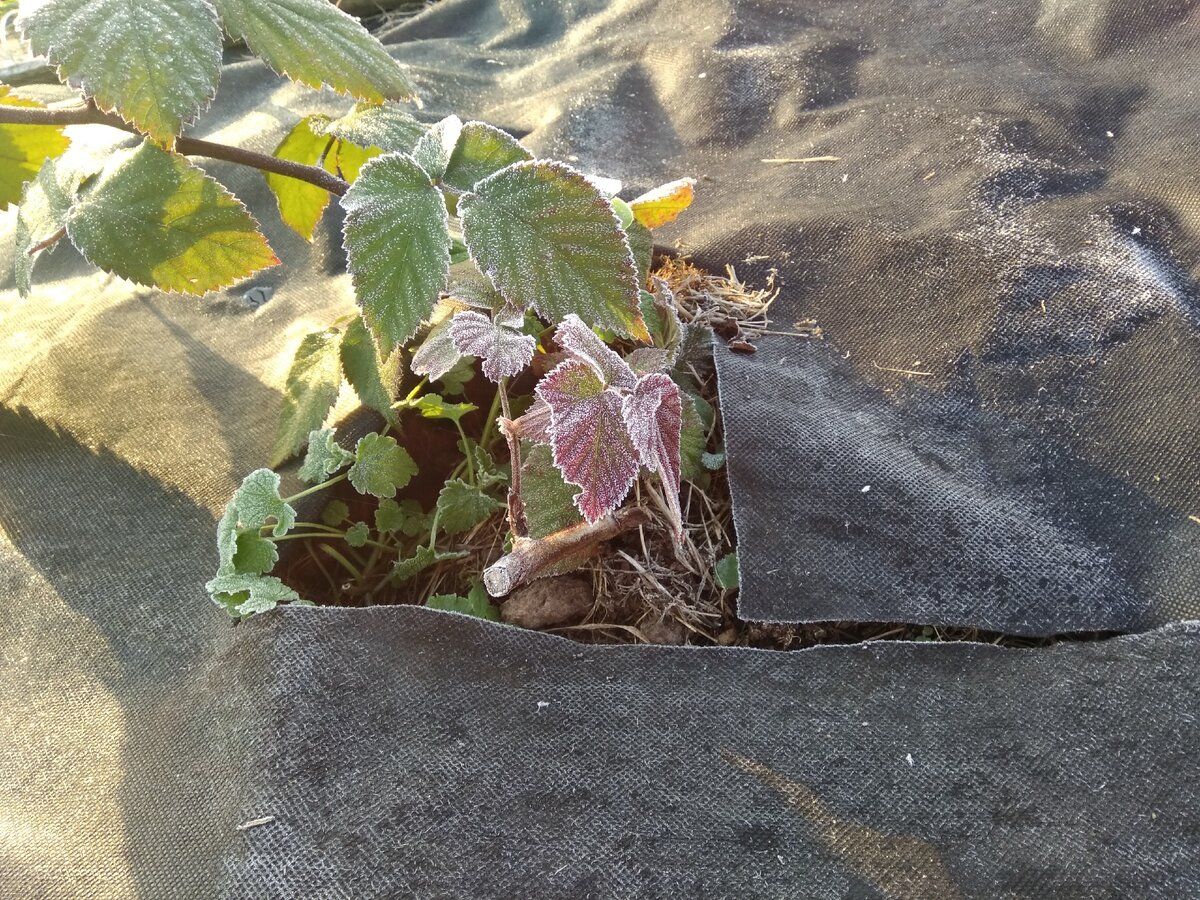 прошлая осень- первый год посадки