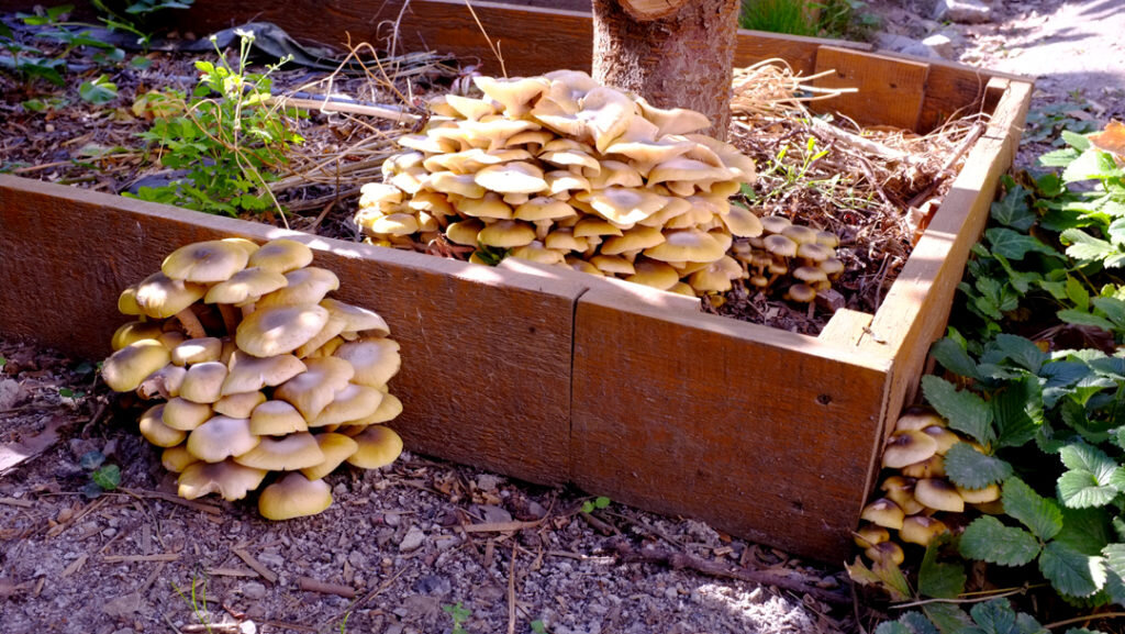 Бодрая гвардия — фото Наталия Попова — Профессиональный Художник 2019 год