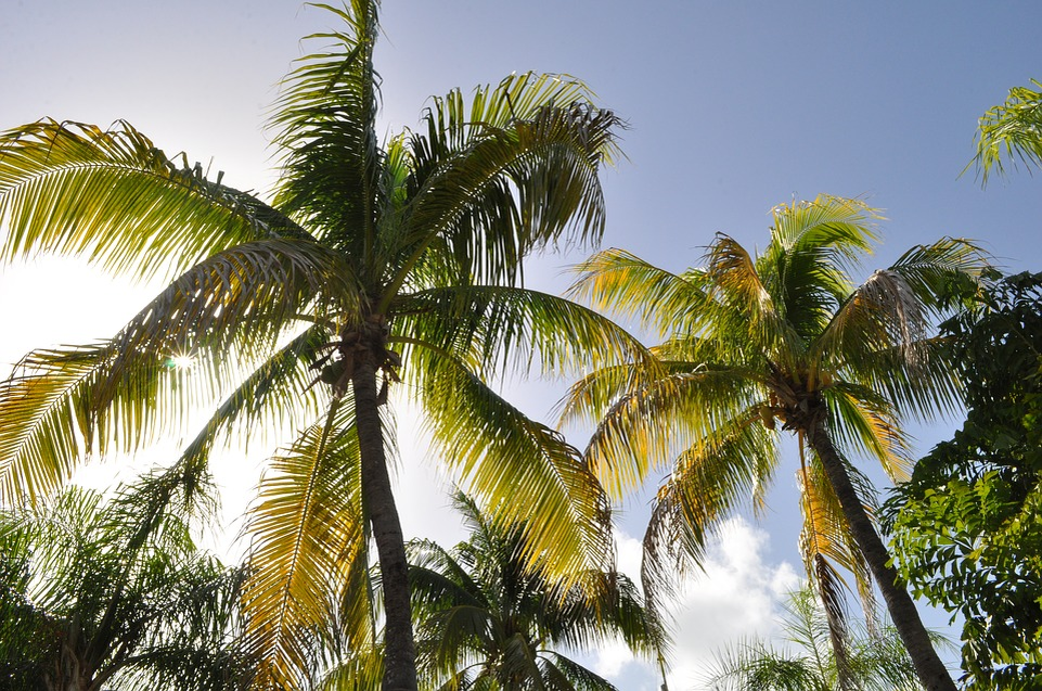 https://cdn.pixabay.com/photo/2016/02/01/00/43/coconut-trees-1172459_960_720.jpg