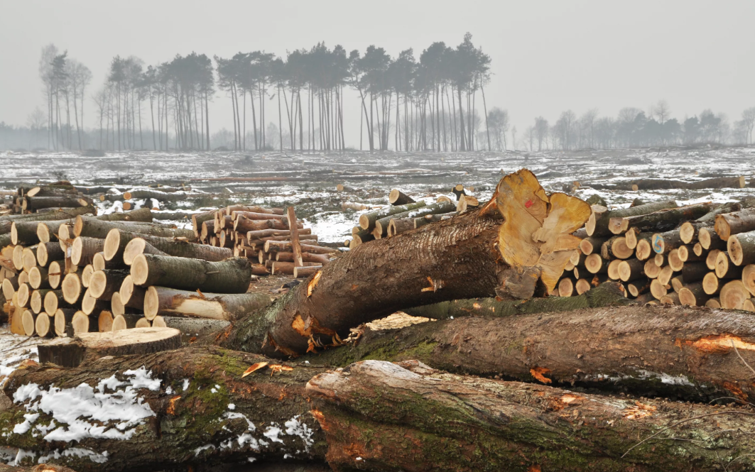 Вырубка деревьев. Ива древесина. Срубленное дерево шишкин. Вырубка лесов катастрофа. Вырубка деревьев на английском.
