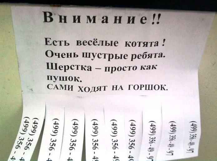 Реальные объявления. Прикольные объявления о работе в картинках. Объявления шуточные о продаже человека. Смешные объявления о работе. Смешные объявления на доске объявлений